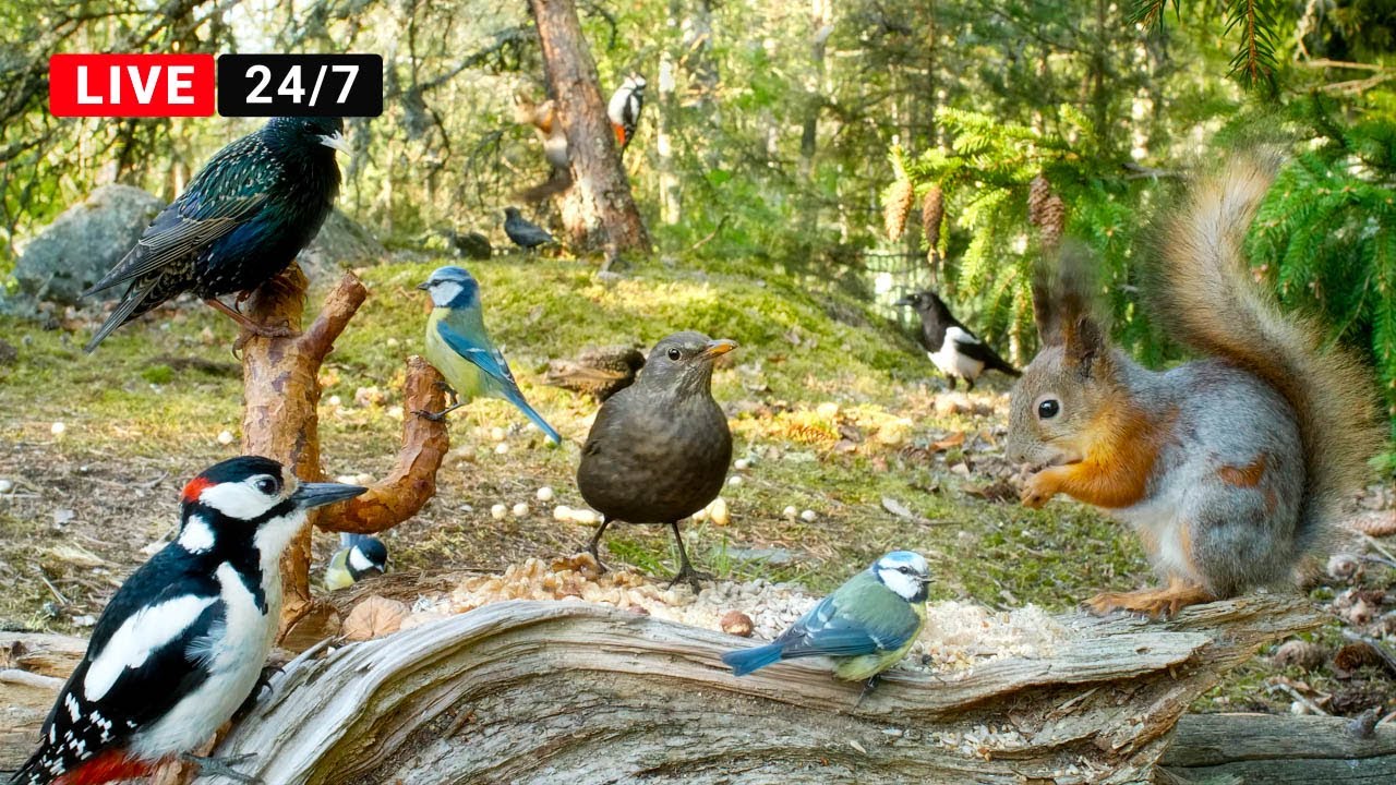 🔴24/7 LIVE Cat TV😺 Non-Stop BIRDS and Squirrels in Relaxing Forest Corner