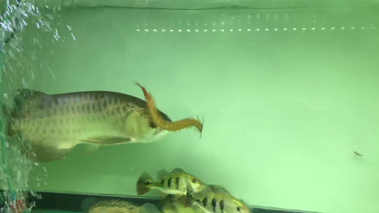 24k Arowana attacks a centipede