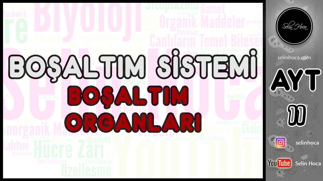 27) Boşaltım Sistemi - Boşaltım Organları