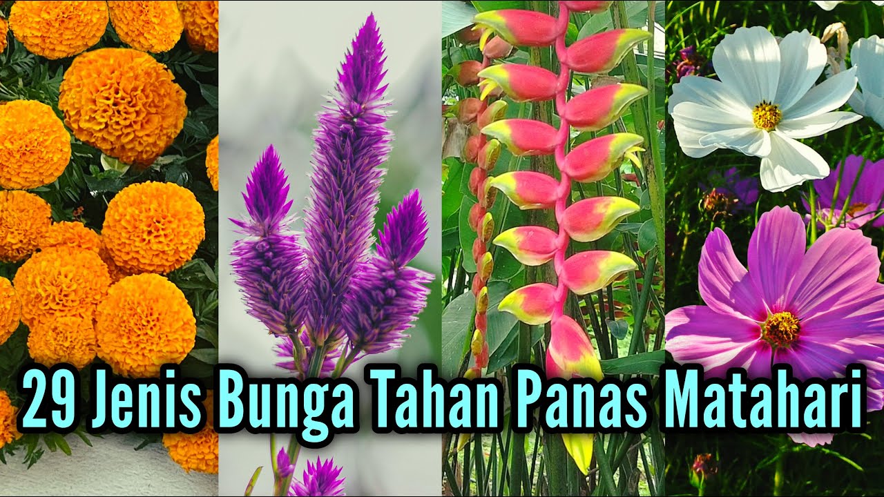 29 Jenis Tanaman Hias Bunga Paling Hits !! Tahan Panas Matahari Dan Mudah Dirawat