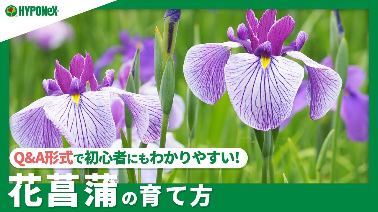 ☘291 ： 【Q&A】花菖蒲（ハナショウブ）の育て方｜管理する場所や注意点は？水やりや肥料などの管理方法もご紹介