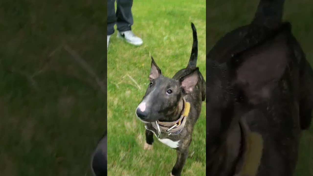 2nd Generation ADBA Bull Terrier #bullterrier #bullterriers #adba #dog #dogs #pitbull #pitbulls #akc