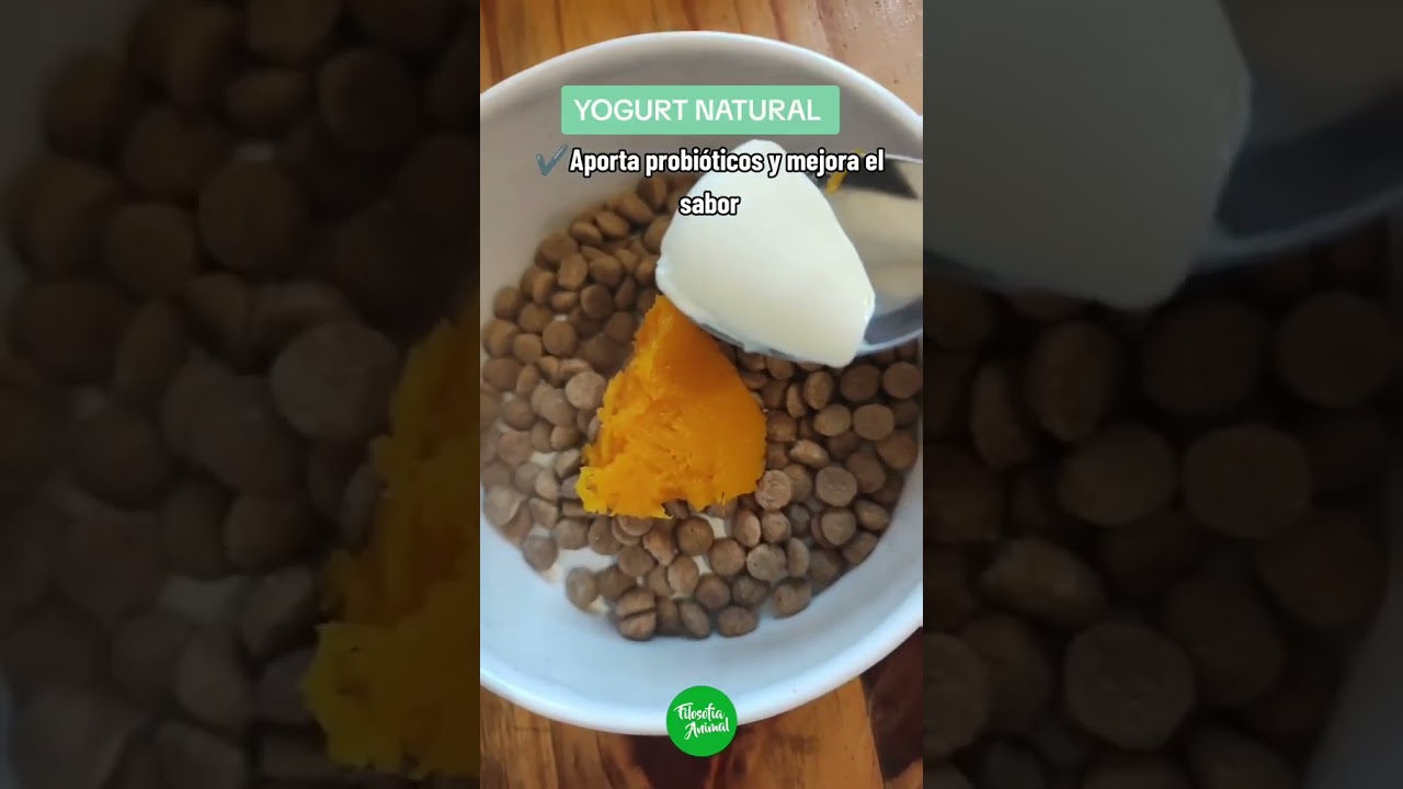 3 alimentos económicos para mejorar las croquetas de tu perro 🐶