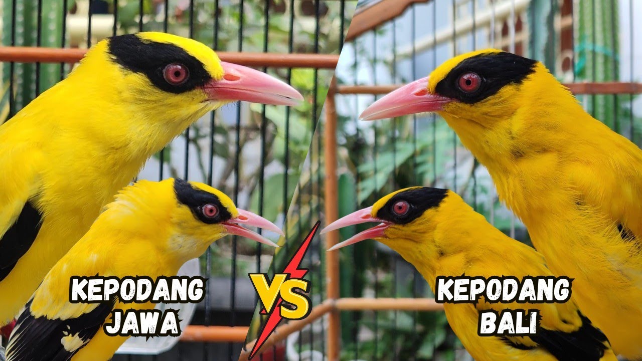 3 DIFFERENCES BETWEEN JAVANESE ORIODIS AND BALI ORIODIS, WHICH ONE DO YOU LIKE?