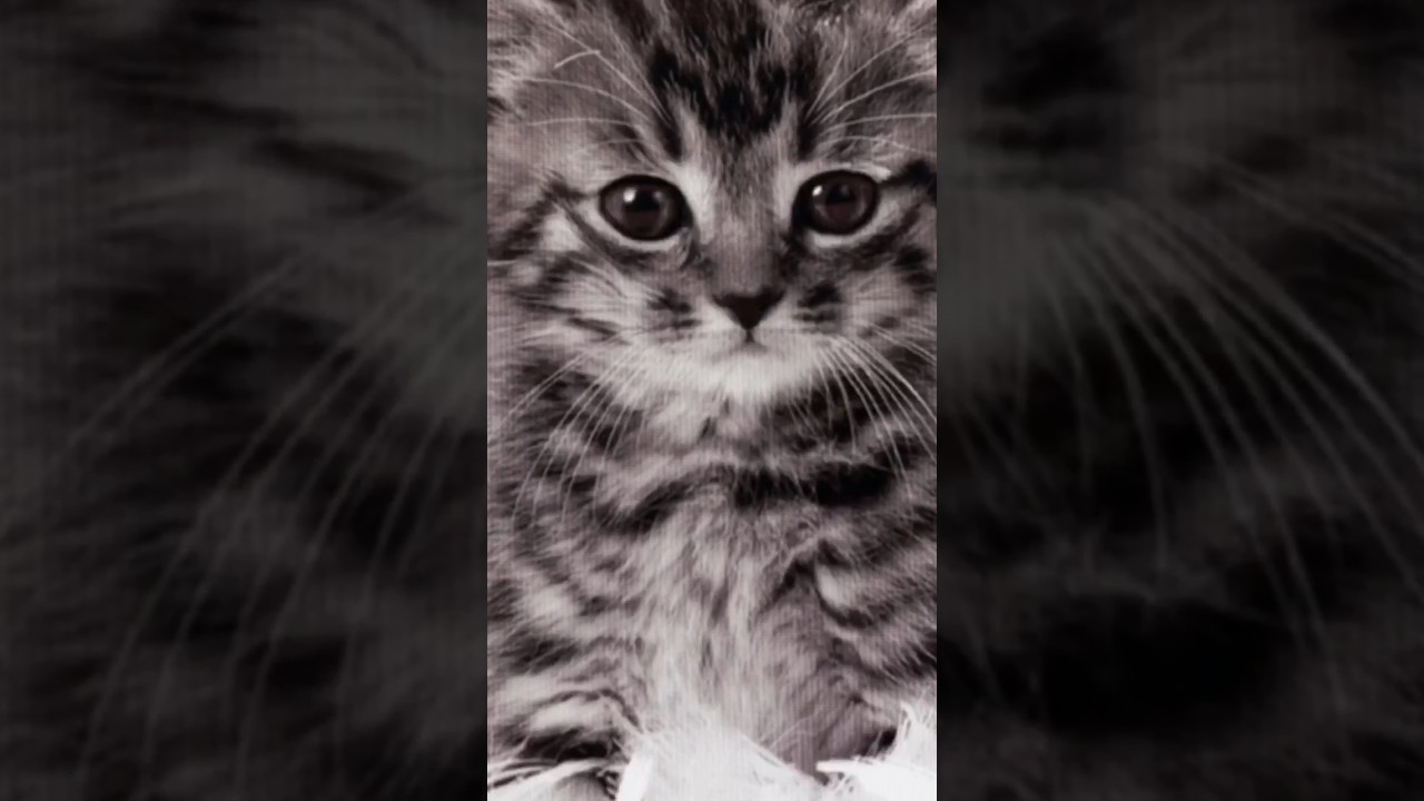 3 girls 1 kitten….