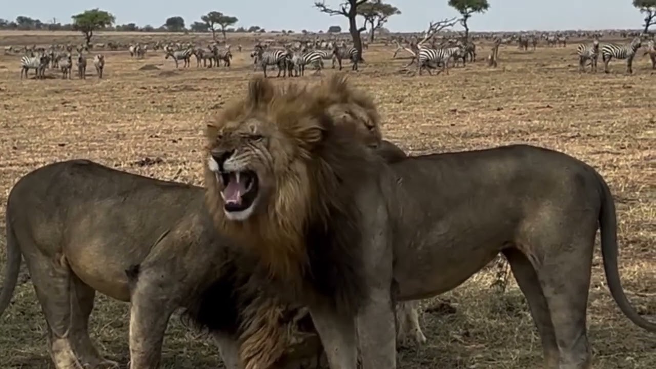 3 handsome male lion smiling video