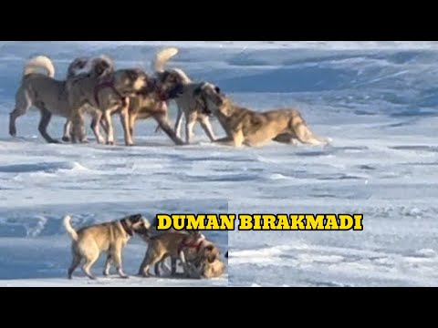 3 KURT GELDİ DEDİM. KÖPEKLERİ BIRAKTIM. DUMAN KARABAŞ VE ZALIM ORTALIĞI YIKIP GEÇTİLER. #kurtlar