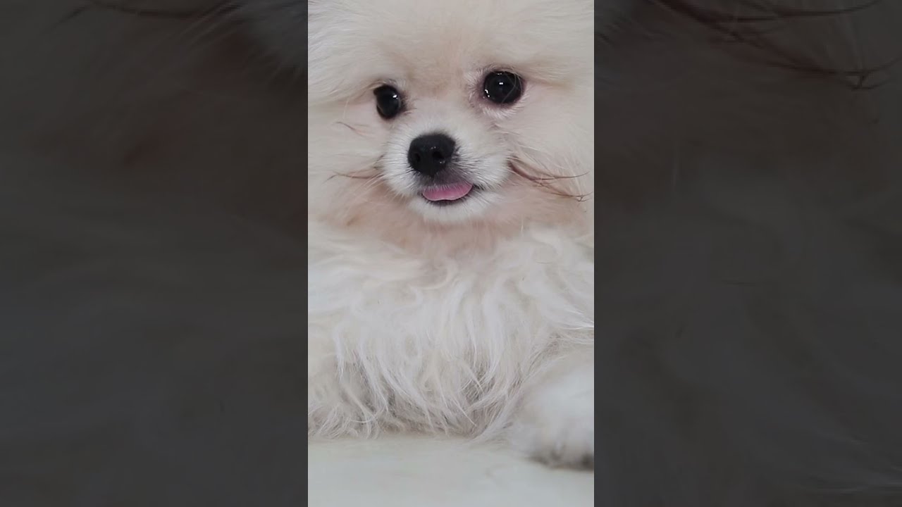 3 Month Old Pomeranian Spitz Puppy First Grooming | Look How Sweet He Is!