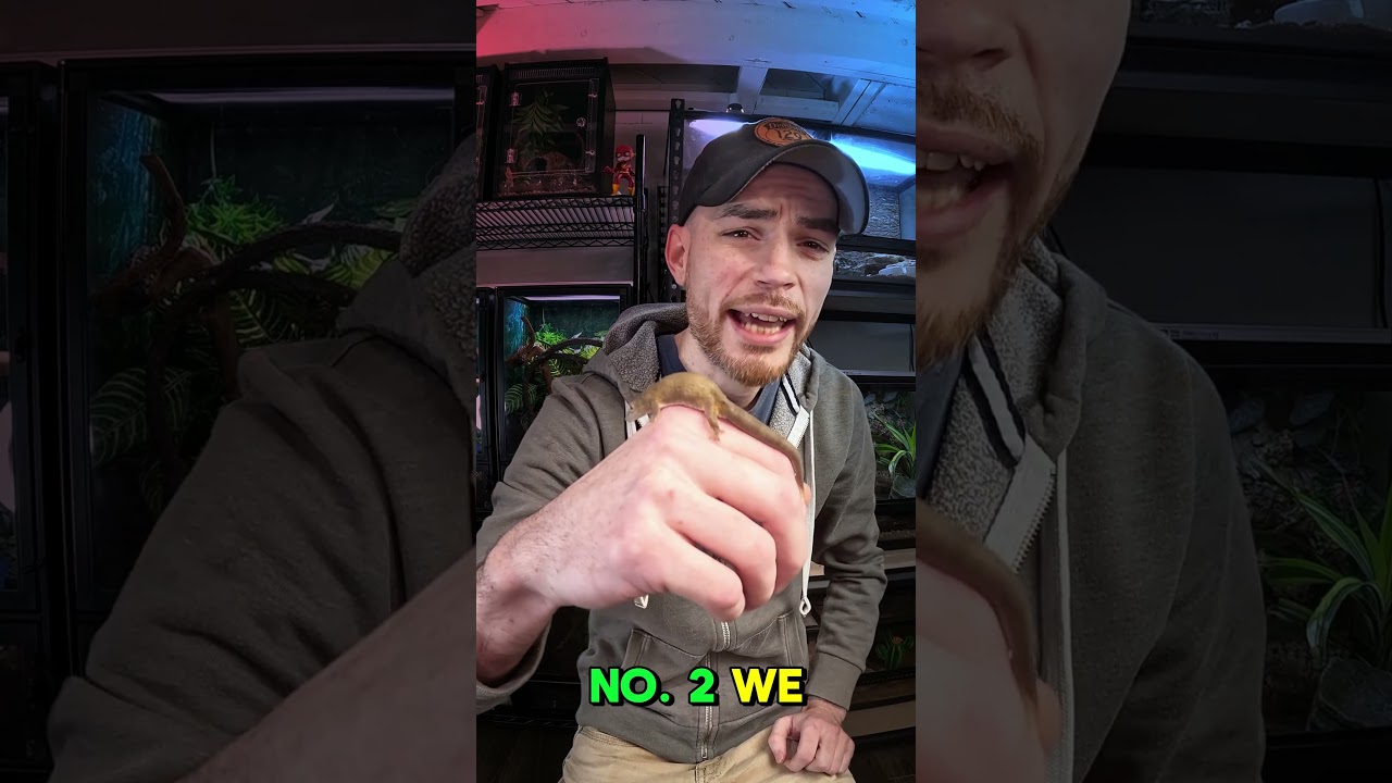 3 options similar to a crested gecko #crestedgecko #gecko #reptiles