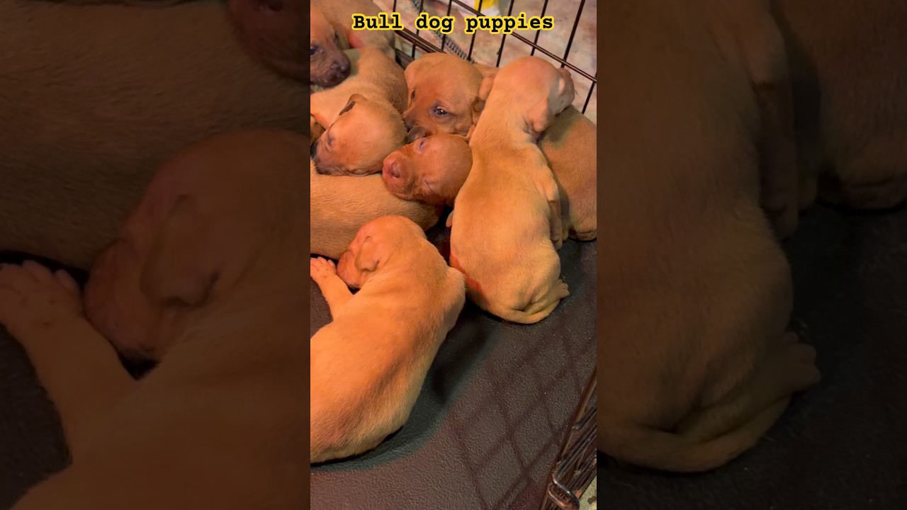 3 week old puppies de-wormed #realapbt #bulldog #apbt
