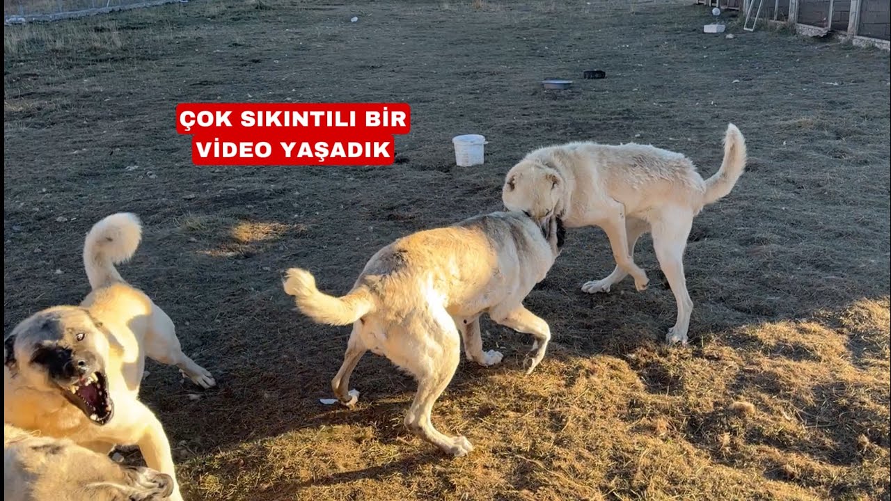 3 YABANCI KANGAL AZATI YIKAMADI - BOZİ GURCEYE BULAŞTI CANINI ZOR KURTARDI AZAT K.AZAPI BOĞUYOR