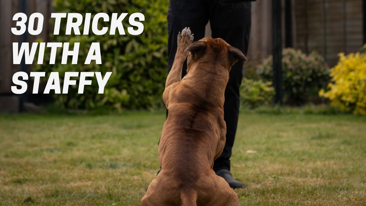 30 Tricks in 3 Minutes with a Staffordshire Bull Terrier