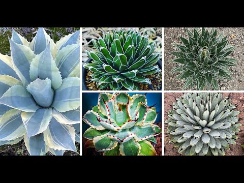 30 Types Of Popular Agave Plant Pictorial Guide