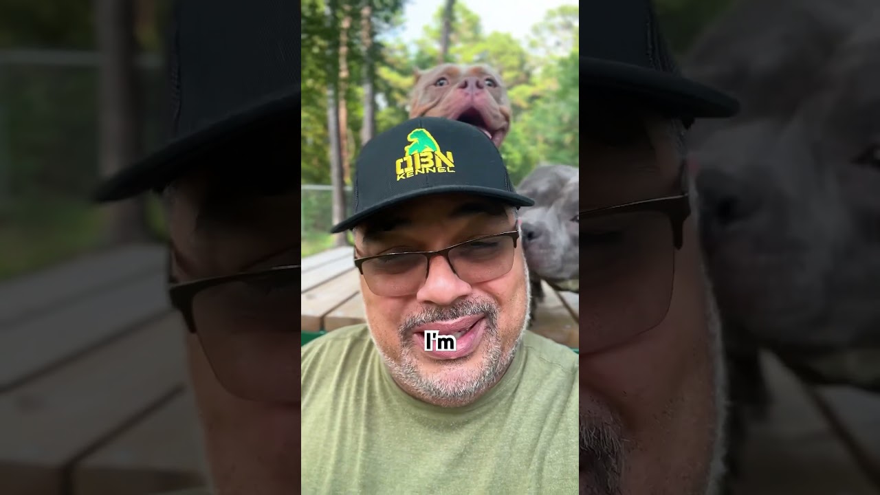 3-2-1 Rule‼️ #americanbully #qbnkennel #puppy