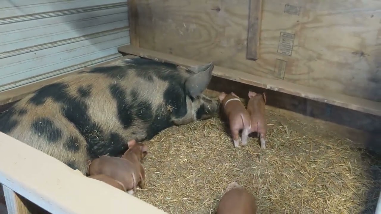 3-4 week old pigs in the farrowing barn