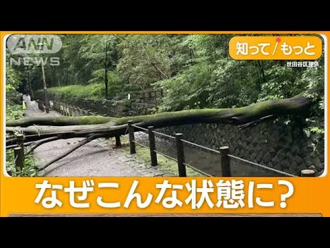 等々力渓谷の立ち入り禁止　「再開まで3、4年」長期化　東京23区唯一の渓谷なぜ？【グッド！モーニング】(2024年3月14日)