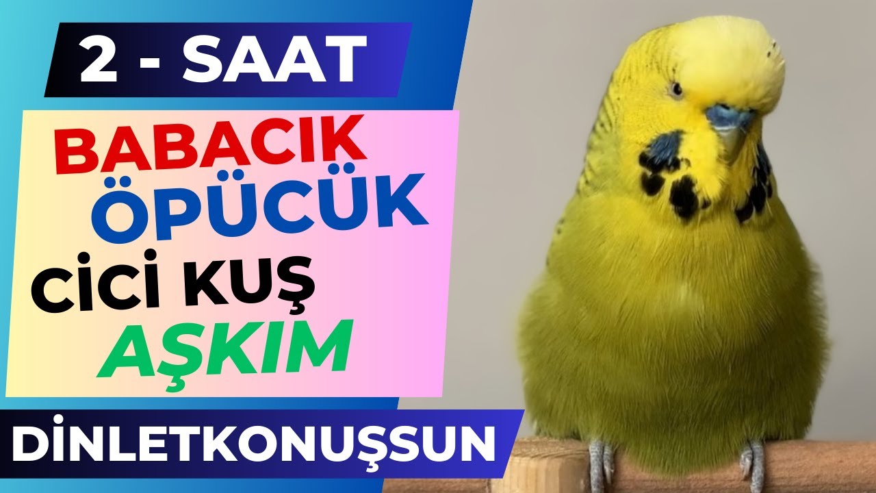 #35 2-SAAT Babacık Öpücük Cici Kuş Aşkım Çok net dinlet konuşsun Konuşan Muhabbet Kuşu Fıstık
