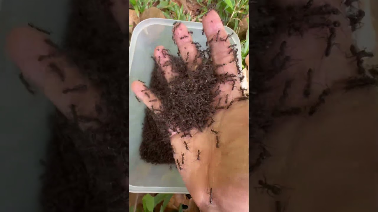 350,000 fire ants sting iQ cowboy is so much hurt