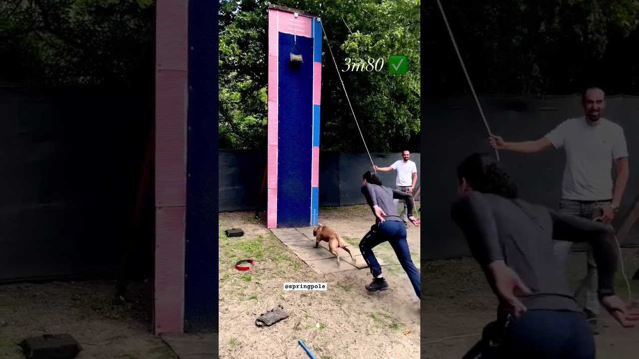 380m jump record..🎯 #springpole pitbull||#pitbull #record #shorts