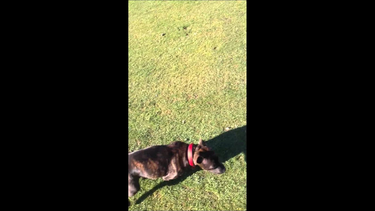 4 month old staffordshire bull terrier Mia