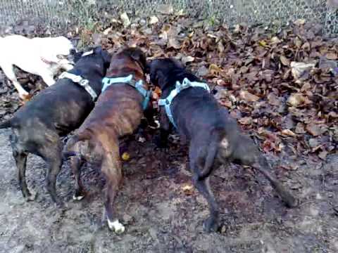 4 Staffies on a  stick