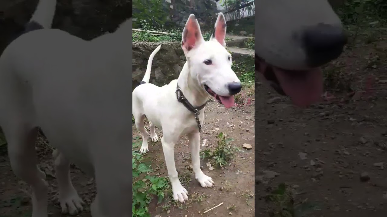 40% Bull terrier | 25% Pitt bull | 35% local dog | hunting dog | ANJING PEMBURU | HUNTING DOG