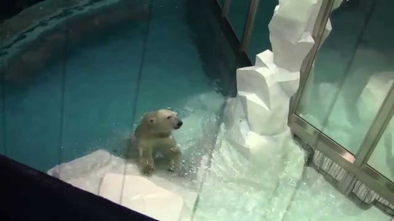 #4-12 March 2015 Polar bear at Wakayama, Japan