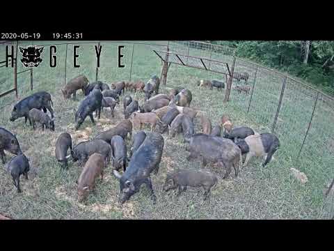 48 Hogs in the trap