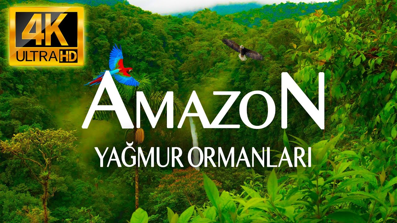 4K AMAZON RAIN FORESTS | RELAXING NATURE AND MUSIC VIDEO