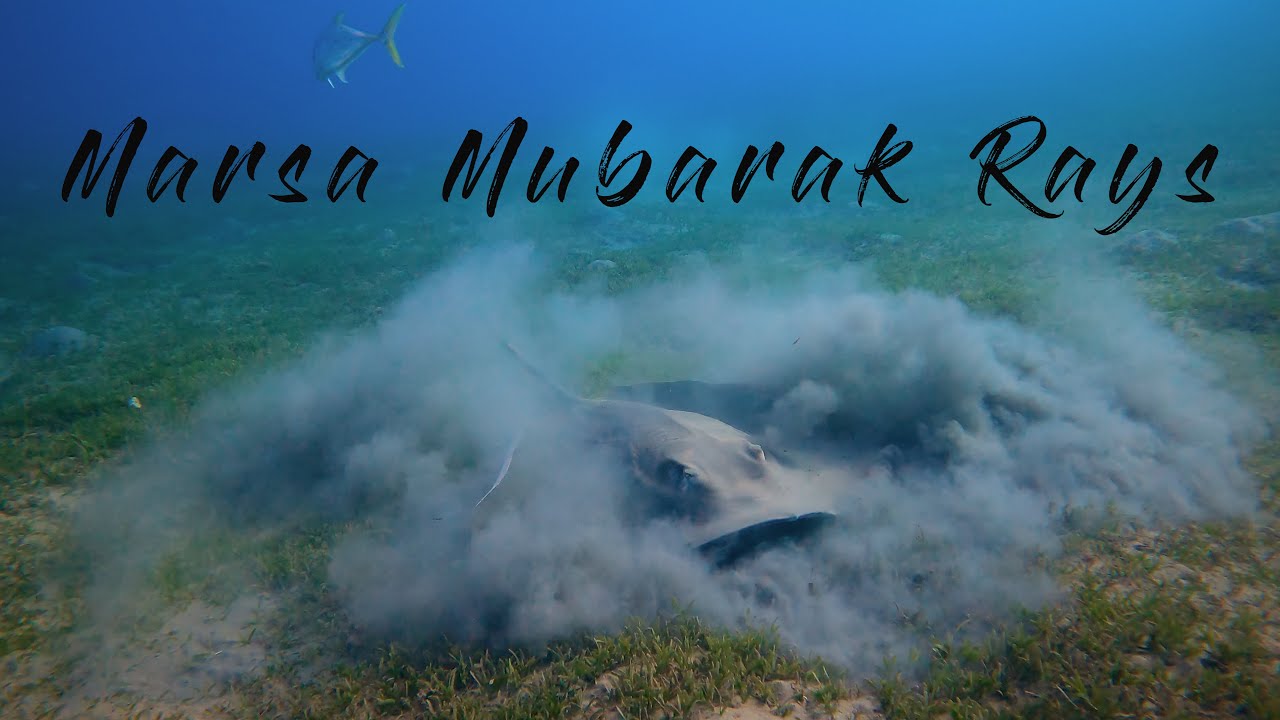 4k: Rays of Marsa Mubarak - Snorkeling close to Three Corners Fayrouz Plaza Beach Resort Egypt