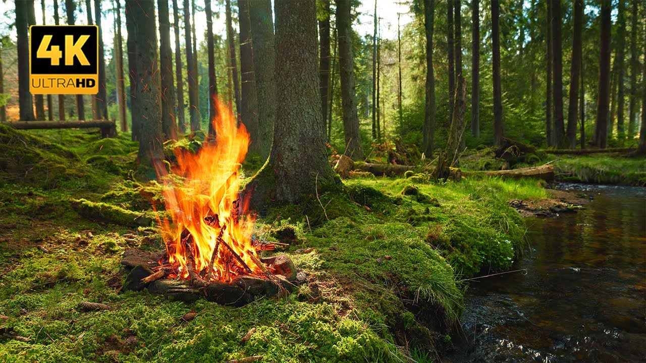 4K Real Forest Campfire by the Stream 🌲Authentic Sounds & Long Loop