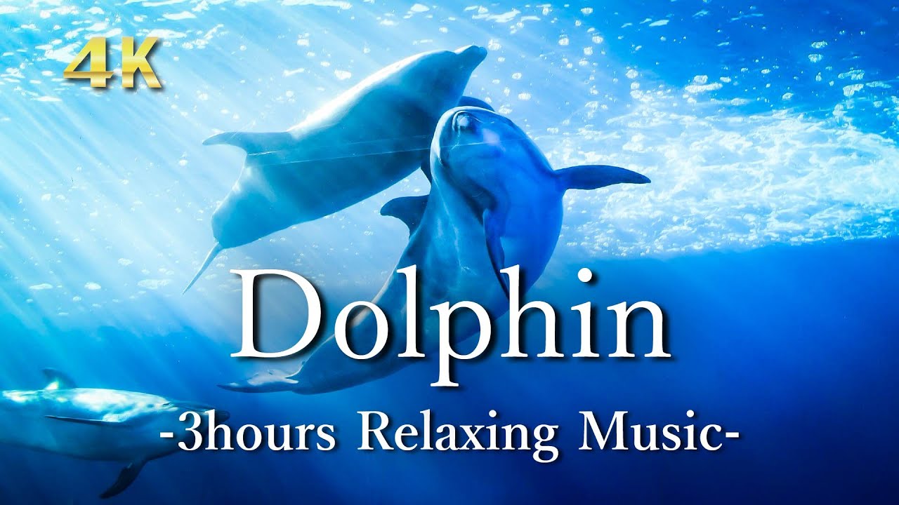 4K [Relaxing Music] Harmony of Dolphin Singing and Relaxing Music for Relaxation, Sleep