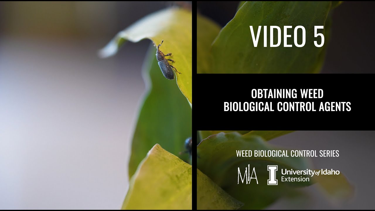 5.  Obtaining weed biocontrol agents