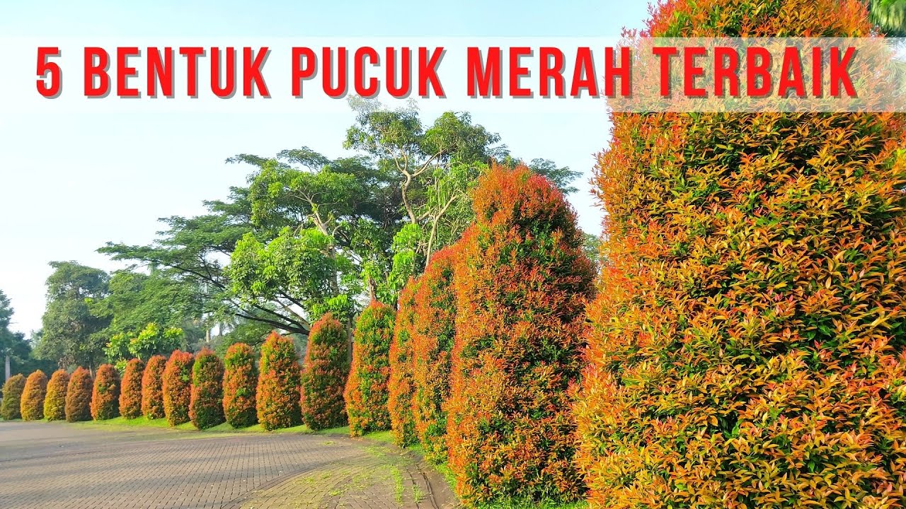 5 BENTUK PUCUK MERAH TERBAIK!