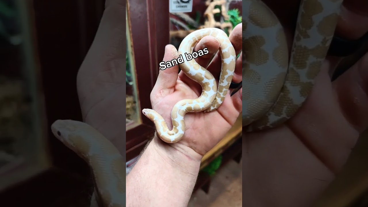 5 BEST FIRST PET SNAKES #snakes #petsnake #bestsnake
