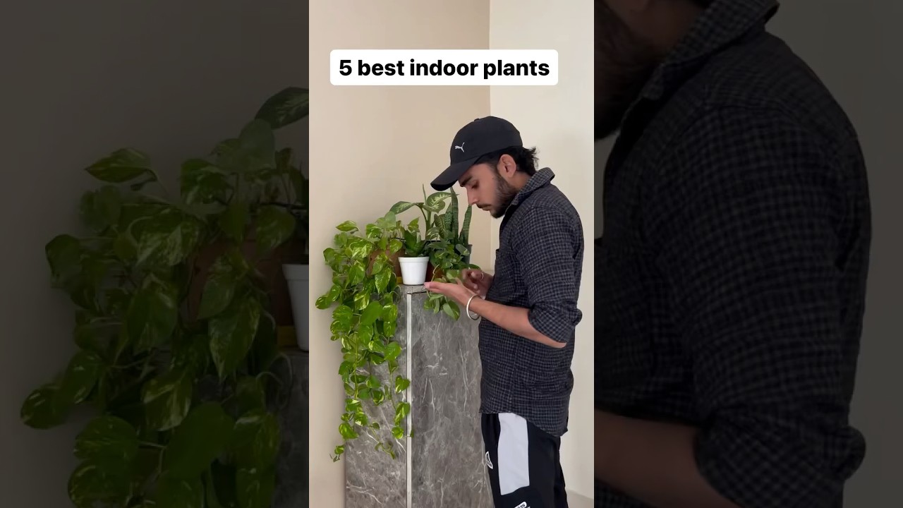 5 best indoor plants #plantlover #plants #indoorplants #luvwidnature