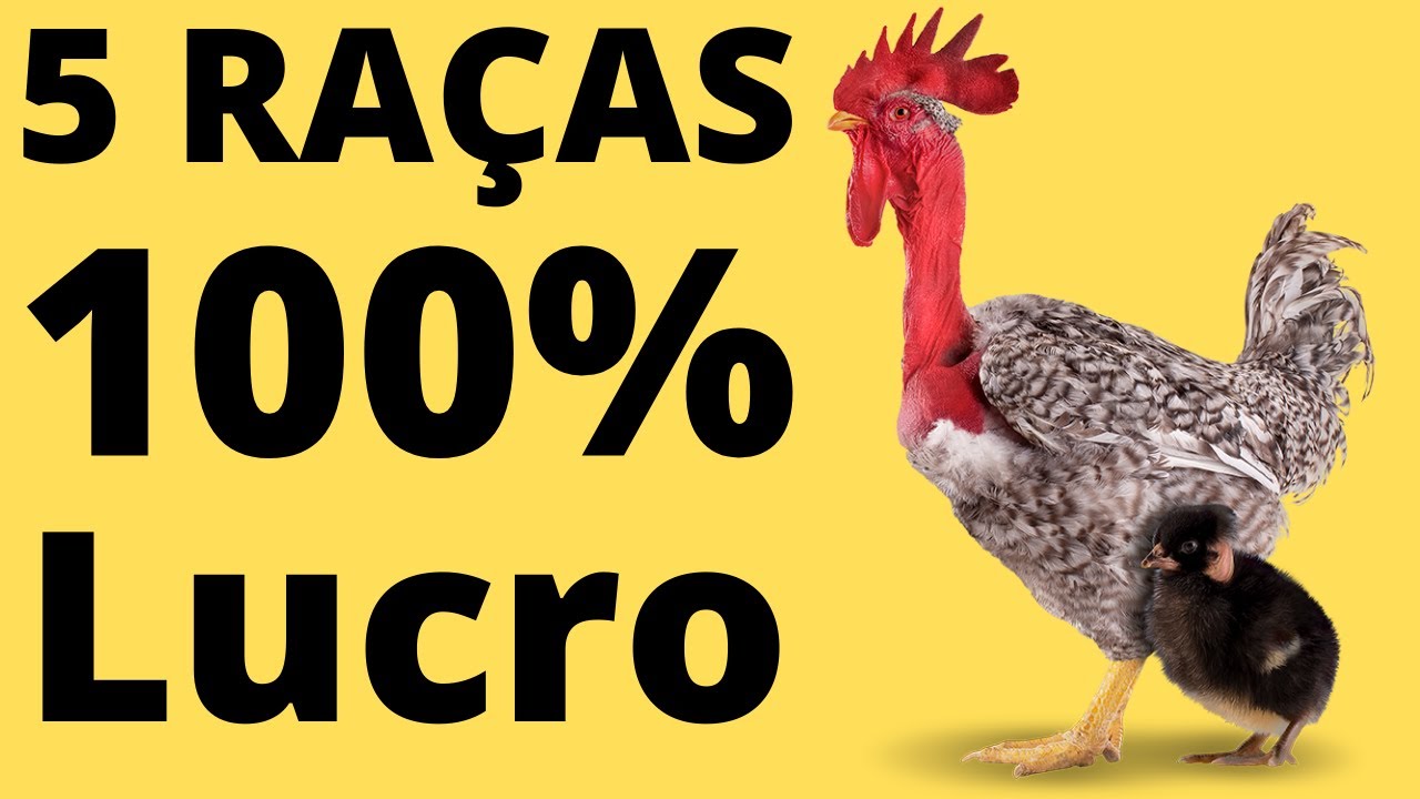 5 BREEDS of CHICKEN CHICKEN FOR SLAUGHTER that give more MONEY. Know where to buy.
