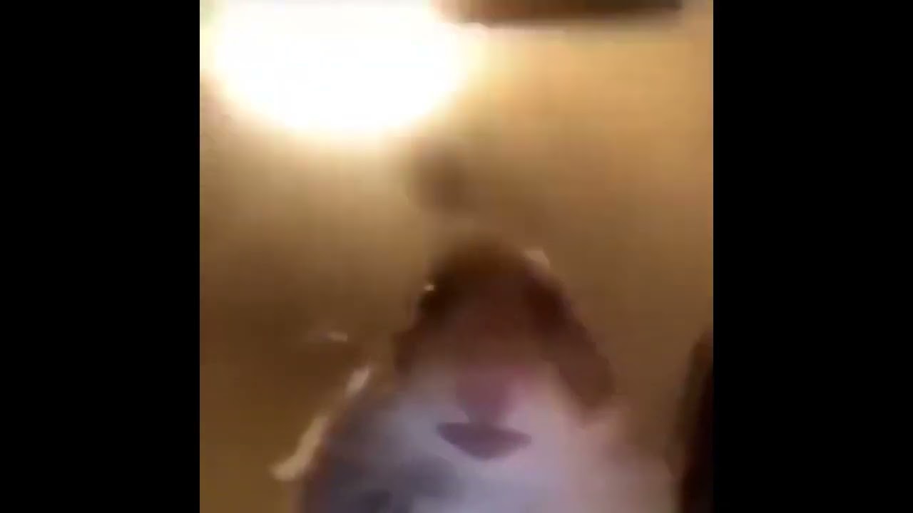 5 DAKİKA KAMERAYA BAKAN HAMSTER