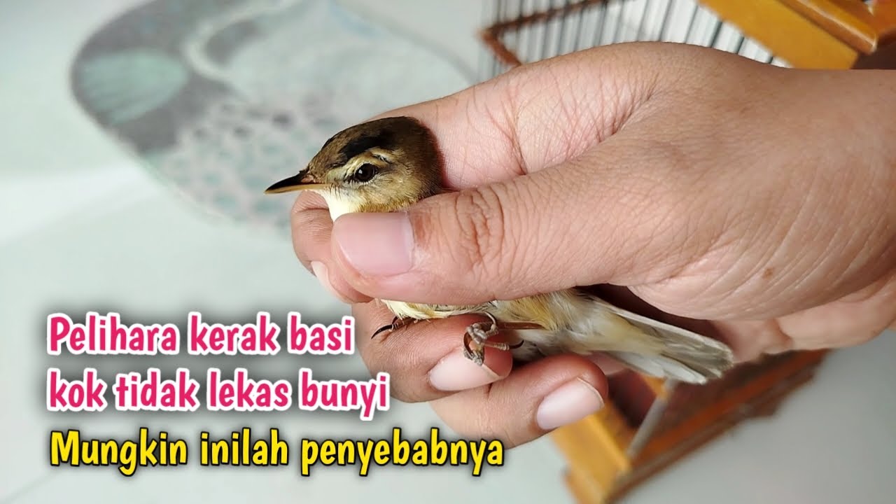 5 MAIN CAUSES OF STAINLESS BIRDS NOT SINGING‼️important and must know