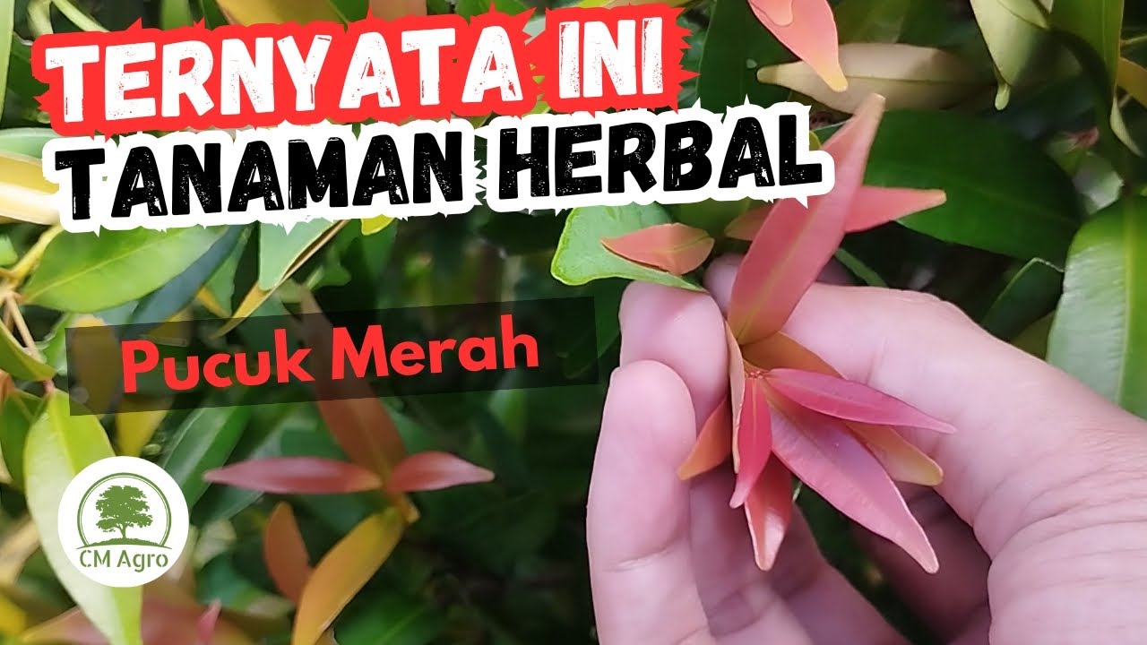5 MANFAAT DAUN PUCUK MERAH & CARA OLAH
