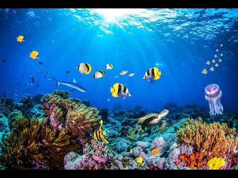 5 minutes of beautiful fish on coral reefs - Mozart's music