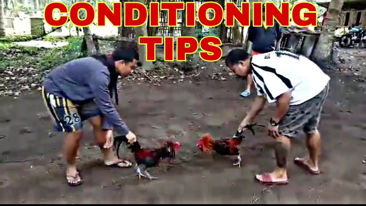 5 Minutes Scratshing/21 days conditioning tips/ KB Solana Gamefarm