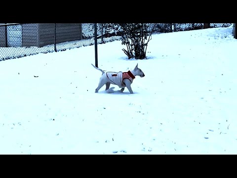 5 Month Old Female Bull Terrier (First Time In The Snow)