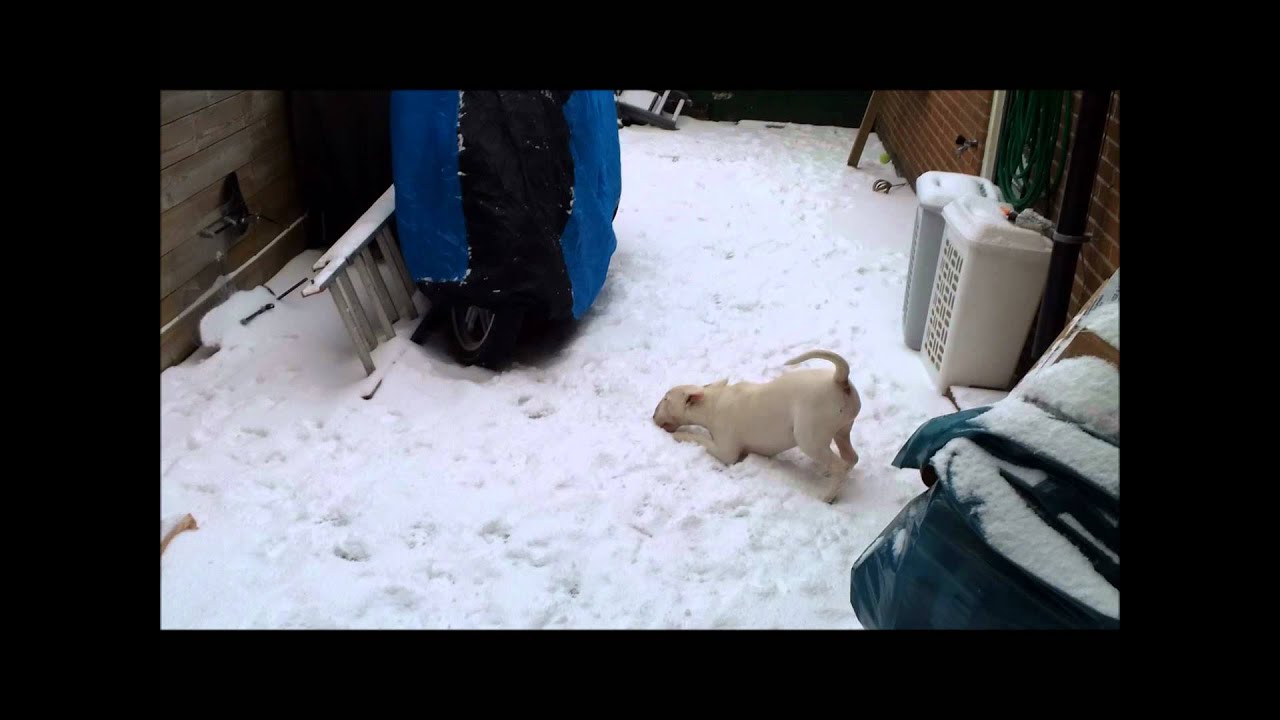 5 months old bull terrier in the snow