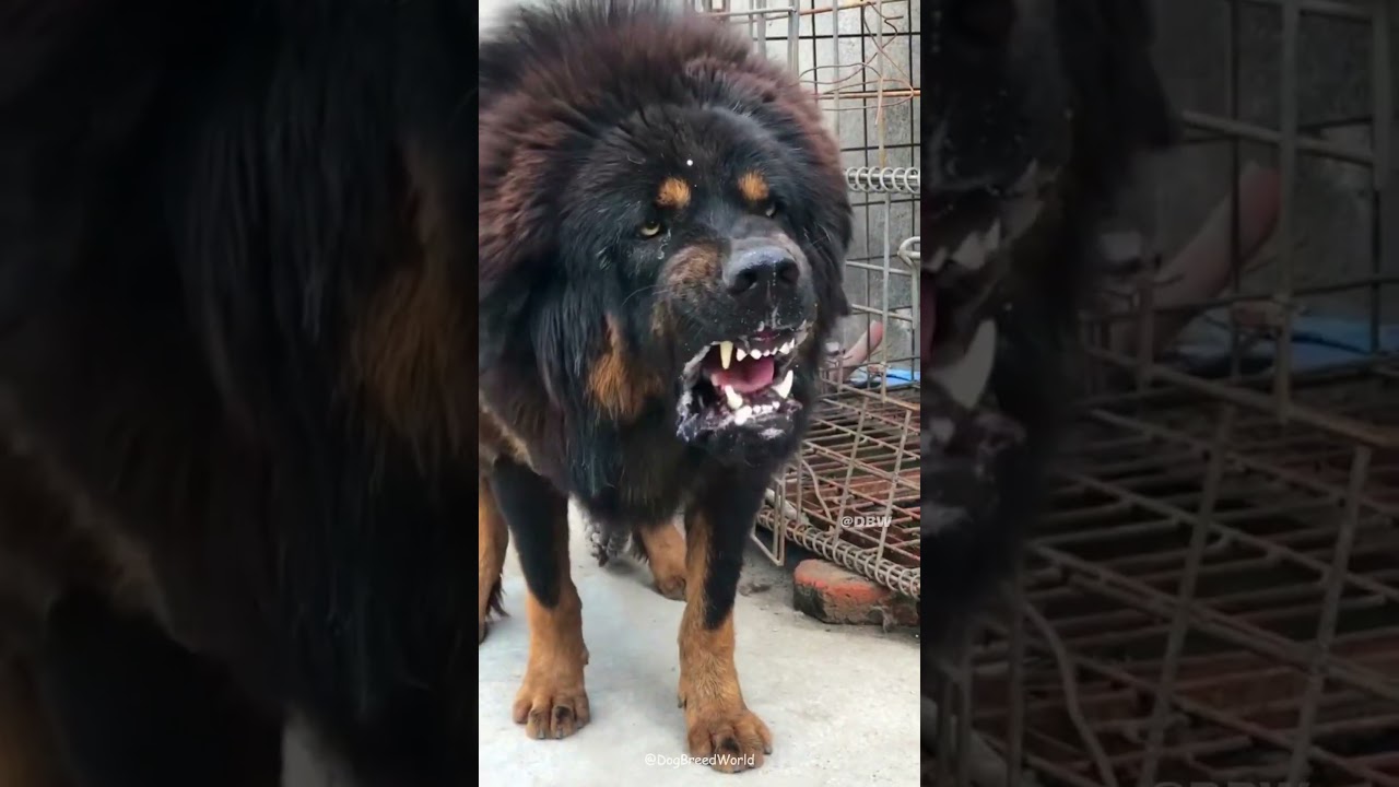 5 Most deadliest and dangerous dog breeds in the world 🔥🌎 #shorts #dog