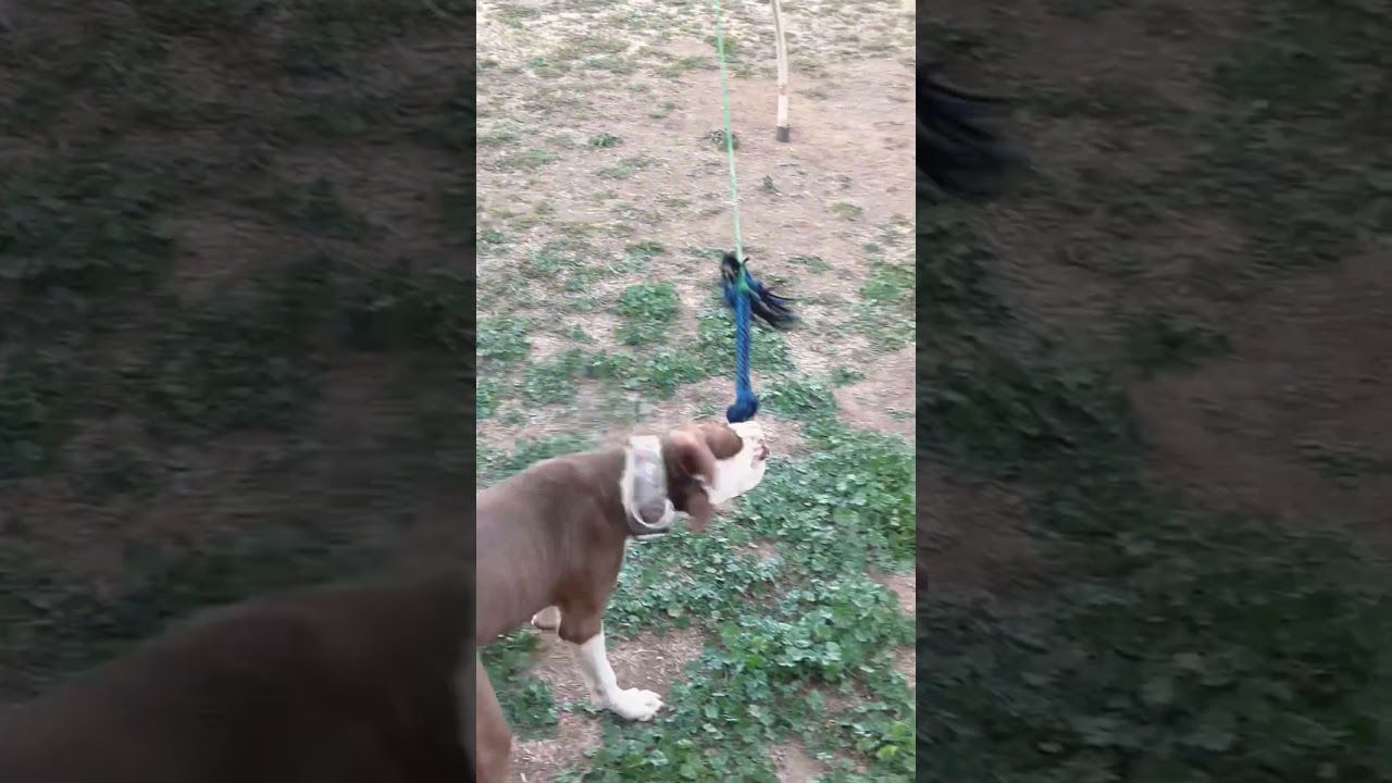 5 mth APBT working tug pole
