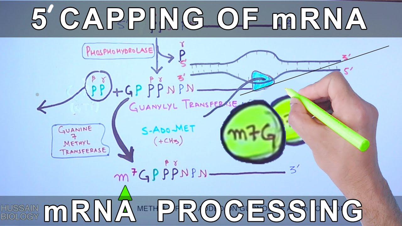 5 Prime Capping of mRNA | Eukaryotic mRNA Processing