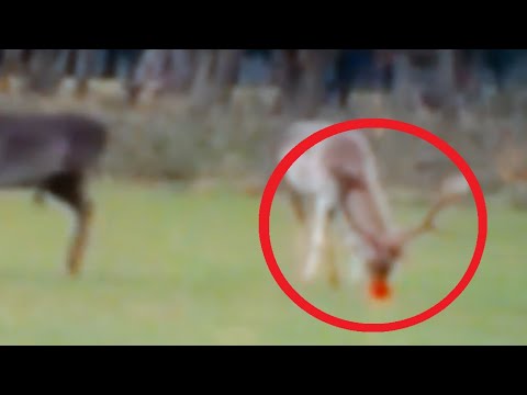 5 RUDOLF caught on camera | spotted in real life