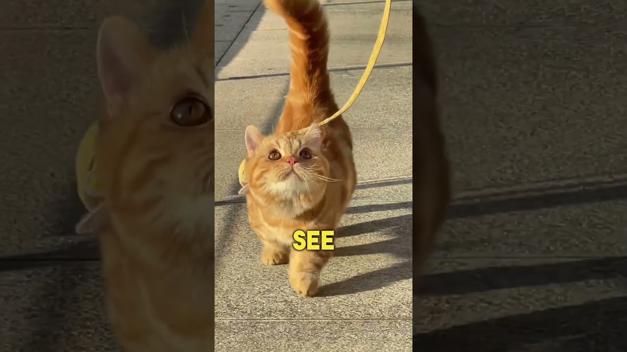 🤗5 Signs You're a Great Cat Owner!😺💕
