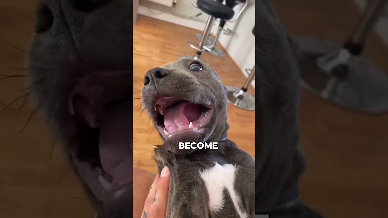 5 Things To Know Before Getting A Staffy #dog